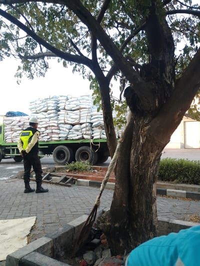 In Banyuwangi, Indonesia, a man wearing a white hard hat and a yellow vest with the word "SATPAM" visible stands near a large truck loaded with sacks. The truck, a light green color, has its bed filled with numerous white sacks, tightly packed and bound with ropes. The sacks appear to be agricultural products, possibly rice or fertilizer. The man is positioned facing away from the camera, looking towards the truck. He is wearing dark pants and black boots. The scene takes place on a paved area with a brick pattern, suggesting a street or industrial zone. A large tree with visible branches and leaves is prominent in the foreground, partially obscuring the view of the truck and the man. In the background, a building with a light-colored facade and a large door is visible, along with green shrubbery. The sky is overcast, indicating a cloudy day. A rope hangs from the tree, extending downwards, possibly part of a load-securing mechanism for the truck or a repurposed item.