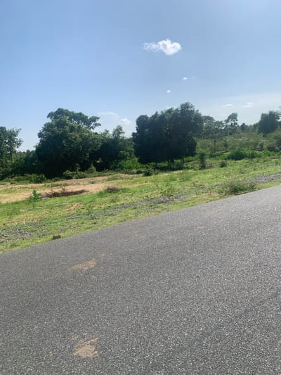 This is a tilted, vertical medium shot of a rural roadside in Nigeria. The scene is dominated by the gray, textured asphalt of a road that occupies the right half of the frame, extending upwards and diagonally into the distance. Along the left edge of the road is a strip of dry, patchy grass and scattered small stones. Further to the left, a lush, green landscape unfolds, characterized by dense trees and foliage. The sky above is a pale blue with a few wispy white clouds. One prominent, fluffy white cloud is visible in the upper left quadrant. The lighting suggests it is daytime, likely late morning or early afternoon, with bright sunlight illuminating the scene. There are no people or discernible objects in the image other than the natural elements of the roadside and the sky. The overall impression is one of a serene, natural environment along a less-traveled road.