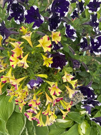 The image shows a close-up view of petunia flowers in bloom. The flowers are a mix of deep purple with white speckles and bright yellow with pink and purple edges. They are interspersed with green foliage. The setting appears to be a garden or planter box, with some green hosta leaves visible in the foreground. The image is taken from a slightly overhead perspective, focusing on the vibrant colors and textures of the flowers. There is no discernible information about the city of Chastyye, Russia, or any specific location within it.