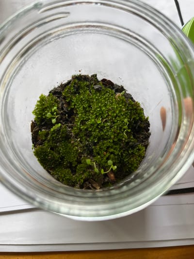 The image presents a top-down view into a clear glass jar, revealing a miniature botanical ecosystem. Inside the jar, a dense patch of vibrant green moss covers the dark, earthy substrate, which appears to be composed of soil and some larger brown fragments, possibly bark or decaying organic matter. Scattered throughout the moss and on the exposed substrate are numerous tiny green seedlings. These delicate sprouts, each bearing small, tender leaves, suggest recent growth or propagation within the confined environment. Some seedlings are upright, while others show a slight curl or lean.

The clear glass walls of the jar are prominent, with the rounded rim encircling the plant life below. Reflections and slight distortions are visible on the glass surface, indicating the surrounding indoor environment. Beyond the jar's perimeter, the background is out of focus, showing portions of white paper and a warm, light brown surface, likely a wooden table. A hint of a green object or lid is visible in the top left of the original image. The lighting is soft and even, typical of an indoor setting. There are no people, explicit activities, or visible text in the scene. The image solely focuses on the small, self-contained plant life.