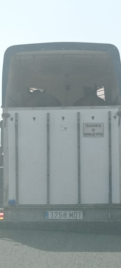 The image shows the rear of a white livestock trailer on a road, likely in or near Camas, Spain. Two large animals, possibly horses or cattle, are visible through the upper opening of the trailer. A sign on the rear of the trailer reads "TRANSPORTES DE ANIMALES VIVOS," indicating "LIVE ANIMAL TRANSPORT." A license plate is visible at the bottom, reading "1758 MDT" with a European Union symbol to the left. The trailer is dusty, and the surrounding environment appears to be a sunny, outdoor setting on an asphalt road.