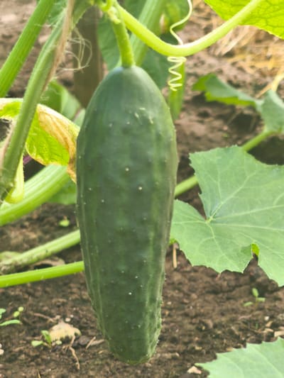A single, unripe cucumber hangs vertically from its vine in the foreground of a garden. The cucumber is dark green, elongated, and covered in small white bumps. Its stem and surrounding foliage, also green, are visible, along with a curly tendril characteristic of cucumber plants. The background consists of dark soil and blurred green leaves, suggesting an outdoor garden setting. The image does not contain any identifiable landmarks or features that would indicate its location within Kady, Russia, or any other specific city.