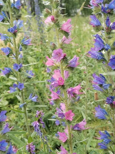 A close-up, vertical shot showcases a cluster of flowering plants. The foreground is dominated by several tall stalks of flowers, some bearing vibrant blue and pink blooms, while others display more delicate purple inflorescences. The flowers have a distinctive tubular shape with prominent stamens. The stalks themselves are green and appear somewhat fuzzy. The background is a soft blur of greenery, suggesting a natural outdoor environment, possibly a meadow or a garden. The image is in sharp focus on the flowers, with the background softly blurred, creating a shallow depth of field. No people are visible in the image. The scene is located in the village of Akberdino, Russia.