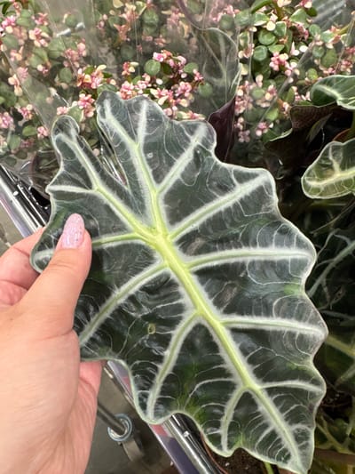 The image shows a close-up of a person's hand holding a large, dark green leaf with prominent, light green veins. The leaf has a distinctive, wavy edge and a somewhat triangular shape. The background features other plants, including a cluster of smaller plants with numerous tiny pink and white flowers, partially enclosed in clear plastic. The overall impression is that of a retail environment, likely a nursery or a plant section of a store, given the plastic wrapping on the smaller plants and the visible metal shelving or display rack. The lighting is even, suggesting an indoor setting with artificial light. The hand holding the leaf has neatly manicured nails painted a pale pink with glitter. No text is visible in the image. The context provided indicates the location is Rozhdestvenskaya, Russia, which does not offer any additional visual cues within the image itself.