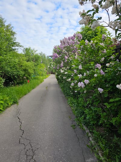 The image displays an asphalt path stretching into the distance, bordered by vibrant green vegetation under a partly cloudy sky. On the left side of the path, a dense row of lilac bushes is in full bloom, showcasing clusters of both white and light purple flowers. Some dark structure, possibly a fence, is partially visible behind these flowering bushes.
The gray asphalt path shows signs of age and wear, with noticeable cracks, particularly in the foreground. Along the right edge of the path, thick green grass and various plants grow, leading to an expanse of lush green trees and bushes further back. A small, red, indistinct object is partially obscured within the foliage on the right side.
The sky above is bright blue with scattered white, puffy clouds, indicating a clear day. The scene exudes a tranquil atmosphere, typical of spring or early summer. No people or visible text are present. The setting is Березка Снт (красногорский Р-н), Russia.