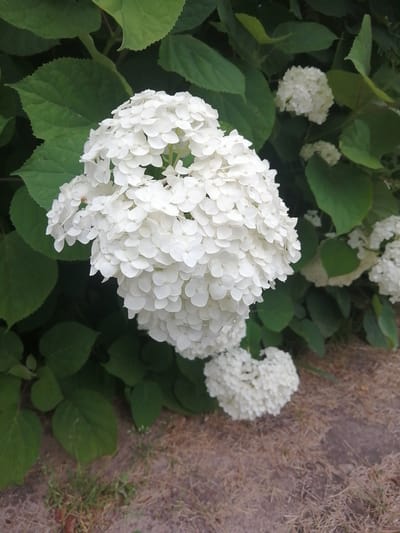 A close-up, high-angle shot captures a cluster of white hydrangeas in full bloom, set against a backdrop of lush green leaves. The hydrangeas are dense and spherical, composed of numerous small, delicate petals. One large bloom dominates the foreground, its intricate texture and soft white hue illuminated by natural light. In the background, several smaller hydrangea clusters and the verdant foliage of the plant create a natural, garden-like setting. The ground beneath the plants is a mix of dry leaves, grass, and dirt, suggesting an outdoor environment. This scene is consistent with a garden or park area within a residential or public space in the Доўгаўскі сельскі Савет region of Belarus.