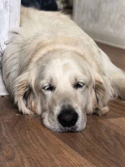 An adult golden retriever is lying down on a wooden floor, with its eyes closed, appearing to be asleep. The dog's fur is light cream colored. To the left of the dog, part of a white textured object is visible, possibly a piece of furniture or a wall decoration. The background is blurred, with a hint of a textured wall and a dark area, suggesting an indoor setting. There is no indication of the city of Bodaybo, Russia.