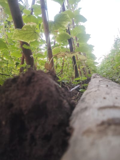 This media file shows a close-up, low-angle view of a garden. In the foreground, a large mound of dark soil is on the left, and a weathered, light-colored piece of wood or concrete runs along the right side of the frame. Behind these foreground elements, a row of plants with large, green, lobed leaves is visible, supported by thin wooden stakes. These plants appear to be growing vertically, with some leaves showing yellowing or browning. The background is filled with more greenery and the bright, overcast sky, suggesting it is daytime. The scene is natural and appears to be a cultivated garden bed, possibly for growing vegetables or vining plants. The camera is positioned very low to the ground, giving a worm's-eye perspective. There is no visible text or identifiable people. The location is indicated as Kruenglingka Barat, Indonesia.