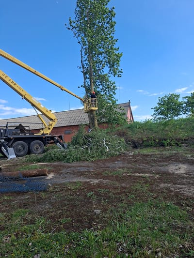 A person in an aerial lift is trimming a tall tree near a building. The aerial lift is a yellow boom lift mounted on a truck. The tree is green and leafy. Cut branches are on the ground. The location appears to be near a building, but there is not enough information to confirm it is in Zhabinka, Belarus.