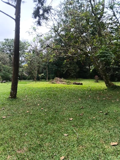 The scene depicts an outdoor park or garden area located in the city of Tah, Vietnam. The foreground and midground are covered by a uniformly mown green lawn, scattered with individual dry, brown leaves. Numerous trees dominate the environment; a tall, slender tree trunk stands prominently in the left foreground, while a broader tree with lighter bark and extensively branching limbs occupies the right side of the midground. A dense, verdant canopy of various trees forms the background, with glimpses of a bright, overcast sky visible through the upper foliage. In the central midground, a significant pile of cut tree branches and brush is visible, situated adjacent to a segment of a fallen log. A small plant exhibiting reddish foliage or blooms is present near the base of the tree on the right. No individuals are depicted in the image.