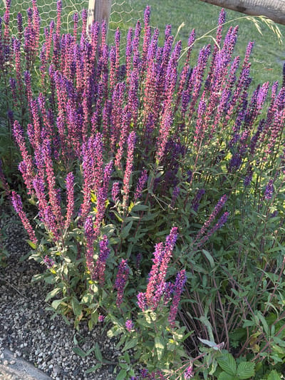 This is a close-up, eye-level, outdoor shot of a garden featuring a dense growth of purple salvia flowers. The flower spikes are elongated and packed with small, vibrant purple blossoms, some tinged with pink, especially towards the tips. The flowers are illuminated by bright, natural sunlight, creating highlights and casting subtle shadows, suggesting it's likely daytime, possibly late afternoon given the warm light.
The salvia plants have green, lance-shaped leaves and dark, reddish-purple stems. They are growing against a backdrop of more greenery, with some taller, lighter green leaves visible further back. The ground in the foreground and to the right is covered with small, gray and white gravel, interspersed with patches of soil and some larger, lighter colored stones. A sliver of a concrete edge is visible in the bottom right corner, indicating a border or pathway.
To the left of the image, a section of a wire fence is visible, with a wooden post. A few blades of light-colored grass are also present near the top left, arching over the fence. The overall scene is peaceful and natural, showcasing the beauty of the blooming flowers. No people, text, or specific events are depicted. The location context of Helsingborg, Sweden, combined with the flora, suggests a temperate climate during the blooming season for salvia.