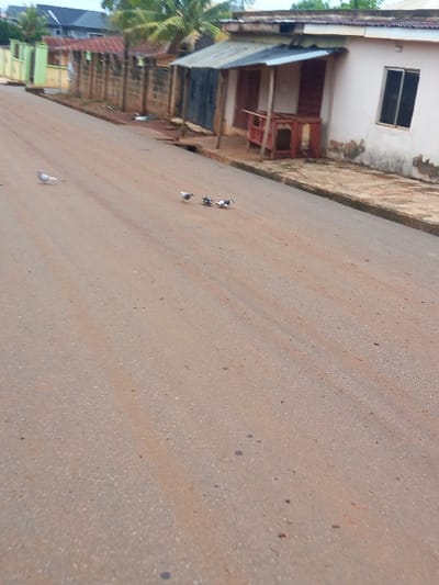 The image shows an empty street in the city of Ita Oniyan, Nigeria. The street is paved with asphalt and has some tire tracks on the surface. The asphalt is a light brown color. Four pigeons are walking on the street. To the right of the image, there are several buildings with a brown, tiled roof. The building is on the left side of the street, and is made of concrete. The street is empty, and there are no people or vehicles present. The image appears to have been taken on a sunny day.