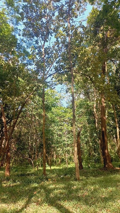A vertical photograph depicts a dense forested environment located in Mariani ward, Kenya. The scene is populated by numerous trees of varying heights and trunk diameters, with dense green foliage extending from the foreground to the background. Several tall, slender tree trunks are prominent in the midground. Patches of clear blue sky are visible through gaps in the tree canopy overhead. The forest floor is covered with green grass and low-lying vegetation, illuminated by natural sunlight that casts dappled shadows. No individuals, animals, or man-made objects are present.