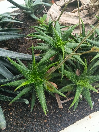The image displays a close-up, high-angle view of several succulent plants growing in dark, granular soil. In the foreground, three prominent rosette-forming plants with pointed, green, spiky leaves are visible. These leaves exhibit lighter green variegation or spots. One plant in the lower-left foreground has a yellowish-green area on one of its inner leaves. Two thin, light brown stems rise vertically from the center-right. In the mid-ground on the left, several flatter, elongated, dark green succulent leaves, also variegated, are partially visible. The soil is dark brown to black, appearing moist and containing small aggregates. In the upper right background, a light-colored, irregularly shaped rock or concrete fragment is present. A piece of light brown debris, possibly wood, lies on the soil in the mid-right. A distinct white or light grey boundary, consistent with a concrete edge, frames the bottom and bottom-right sections of the image. No people are present, and no actions or interactions are depicted. The scene is located in Munyati, Zimbabwe.