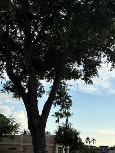 The image shows a large tree in the foreground with its trunk and branches filling much of the left and center of the frame. The tree has dark green foliage and a textured, dark brown bark. Behind the tree, the sky is a clear blue with scattered white clouds, some of which are large and billowy. In the middle ground and background, there are several palm trees and other greenery. A light-colored building with a modern architectural style is partially visible behind the vegetation on the left. To the right, a dark gray sign with a red circular logo containing a panda bear face and text that appears to be "Panda Express" is visible. The overall scene suggests an outdoor environment in a developed area, likely a commercial or suburban location.