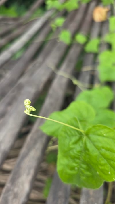 The image shows a tendril of a climbing plant curling near a weathered wooden fence. The plant has vibrant green leaves, and its tendril is a pale green. The fence is composed of wooden slats, with a gray, aged appearance. The scene is out-of-focus in the background.
The image suggests a natural environment in Pante Aree, Indonesia where climbing plants grow near wooden structures.