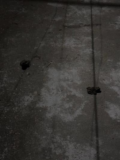 The scene depicts an outdoor ground surface in Disevitsa, Bulgaria, under low-light conditions, likely at night. The ground is a dark grey, uneven asphalt or concrete material with lighter grey areas indicating variations in texture or moisture. Scattered sparsely across the surface are small, dark fragments of organic debris. A prominent, elongated vertical shadow extends from the upper frame to the lower right, with additional fainter, angled shadows visible in the upper left. Two dark-colored amphibians, identified as frogs or toads, are present and appear stationary. One is located in the upper left quadrant of the frame, appearing as a compact, dark mass. The second is positioned in the middle-right quadrant, slightly to the left of the prominent vertical shadow, also appearing as a dark, squat form. No human subjects, actions, or direct interactions are observed.