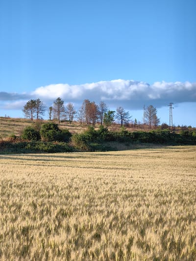 In a rural landscape under a bright blue sky with scattered clouds, a field of golden wheat stretches into the foreground. The wheat stalks are tall and appear to be nearing harvest. In the middle ground, a gentle slope is covered in green bushes and dry grasses. Atop the slope, a line of pine trees stands against the sky, some appearing sparse and dry while others are a vibrant green. A power line tower is visible on the right side of the scene, situated behind the trees. The image captures a serene natural setting with hints of human infrastructure.