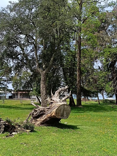 The image depicts a green park scene in Gulrypsh, Abkhazia. A large, cut tree trunk lies on its side in the foreground, surrounded by green grass interspersed with small yellow flowers. To the left, the tree's root system is upturned, mixed with earth and debris. Behind the fallen tree, a variety of trees form a natural backdrop, some tall and slender, others with broader canopies. In the distance, a low building is visible, and beyond the trees, a glimpse of water suggests proximity to the coast. The scene is bathed in daylight, casting shadows around the tree trunk. No people are visible in the frame.