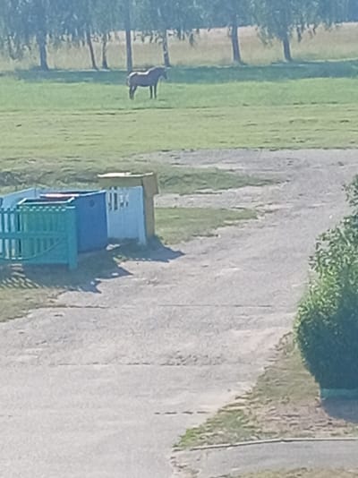 The image captures an outdoor scene in a rural setting, possibly Belarus. In the background, a solitary horse stands in a grassy field, silhouetted against a backdrop of trees. The field appears green and expansive, suggesting a peaceful, natural environment. In the foreground, a collection of colorful structures are visible. A bright turquoise fence encloses a section that seems to contain a blue bin. Adjacent to this are other small, brightly colored structures, possibly storage units or small sheds, in shades of yellow and white. The ground in the foreground is paved with asphalt, with patches of grass and dirt. The lighting suggests it is daytime, likely sunny, given the clear visibility and shadows. The overall atmosphere is tranquil and ordinary, depicting a quiet moment in a rural area. There is no visible text in the image.
