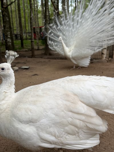 The image shows two white peacocks, likely in an enclosure due to the presence of a wooden fence in the background. One peacock is displaying its full tail feathers, while the other is closer to the camera, showing its head and upper body. The ground appears to be dirt or sand. Given the prompt's context, the location is presumably in Ķekava, Latvia.