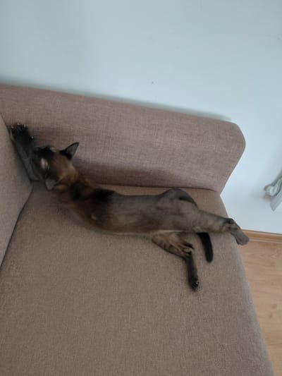 A brown Siamese cat is lying stretched out on a brown sofa, with its front paws extended upwards, claws visible, gripping the back of the sofa. The cat's body is elongated, and its hind legs are splayed out to the right. The background consists of a white wall and a wooden floor. There is no information about the location in Novo-Biyskoye, Russia.