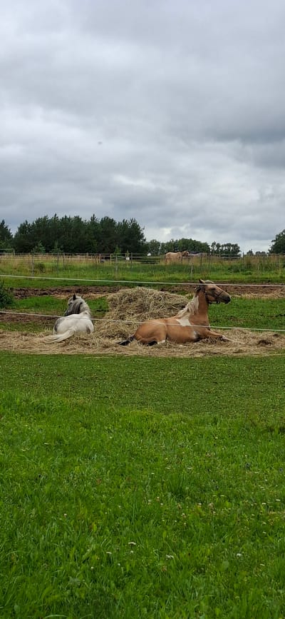 The image depicts an outdoor scene at a rural property, potentially a farm or equestrian center, in or near Kata, Estonia. In the foreground, a lush green grassy field occupies the lower portion of the frame. In the middle ground, two horses are resting on a bed of straw and hay. The horse on the left is white and grey with a long mane, lying on its side. The horse on the right is a lighter brown or tan color with a white blaze on its face, also lying down. A thin white electric fence is visible in front of the horses. Behind the horses, a wooded area of green trees forms a dense backdrop, bordered by a wooden fence. The sky is overcast with heavy grey clouds, suggesting a potentially gloomy or rainy day. The overall environment appears natural and somewhat uncultivated, consistent with a rural setting. There are no visible people or structures other than fences and natural elements.