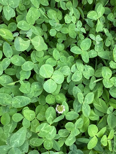 The image is a top-down view of a dense patch of green clover. The clover leaves are predominantly three-lobed, characteristic of the plant, with some individual leaves showing lighter green or whitish patterns. Interspersed among the clover, and sometimes partially obscured by it, are blades of grass and darker green foliage, suggesting a natural ground cover.

In the upper right quadrant of the image, a single, small, white clover flower is visible. The flower is clustered with multiple tiny petals and appears to be in full bloom. The overall impression is one of a lush, natural setting, likely outdoors.

There are no people or specific objects other than the plants themselves. The lighting suggests it is daytime, and the even distribution of light and shadow indicates overcast or diffused sunlight, rather than direct, harsh sunlight. The setting appears to be a grassy area, possibly a meadow, field, or garden in a rural or semi-rural location. The provided location context, "Птицевод-2 Снт, Russia," further supports this interpretation, suggesting a dacha settlement area, which often features cultivated or wild green spaces.

No text is visible in the image. The focus is entirely on the texture and patterns of the clover and surrounding vegetation.
