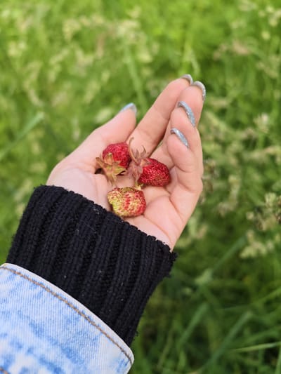 A person's left hand, adorned with sparkly silver nail polish, holds three wild strawberries. One strawberry is partially green and red, while the other two are predominantly red with visible seeds. The hand is partially covered by the sleeve of a black knitted sweater, and the cuff of a blue denim jacket is visible at the bottom of the frame. The background consists of blurred green grass and foliage, suggesting an outdoor, natural setting. There is no information in the image to indicate the location in the city of Суда, Russia.