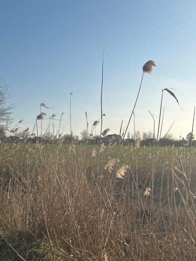 The scene depicts an outdoor environment in Yugo-Severnaya, Russia, under a clear, light blue sky. The foreground is dominated by a dense stand of dry, tan-colored reeds or tall grasses, with numerous vertical stalks and visible fluffy seed heads, particularly on the right side of the frame where sunlight illuminates them. Beyond the reeds, a verdant green field extends horizontally across the midground. In the background, a line of bare deciduous trees with dark branches borders the field. Several structures with dark roofs are visible behind the tree line, suggesting residential or rural buildings. No individuals or specific actions are discernible. A small, dark, indistinct object is present in the upper right quadrant of the sky. The lighting suggests late afternoon or early morning sun, casting a warm hue across the landscape.