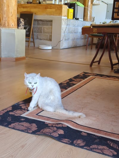 A silver British Shorthair cat with bright green eyes is lying on a tan rug with a floral border. The cat is wearing a red collar with a small tag. Its right paw is extended, resting on the rug. The cat appears alert and is looking towards the camera.

The scene appears to be indoors, possibly in a home. The flooring is made of light-colored wood planks. In the background, there is a table with wooden legs and a dark-colored top. Part of a fireplace with stone tiling is visible to the left, along with some wooden shelving and a yellow object. A white robotic vacuum cleaner is mounted on the wall to the right of the fireplace. The lighting suggests it is daytime. The overall impression is one of a comfortable domestic setting. The location is specified as Shangri-La, China, but no specific visual cues directly confirm this.