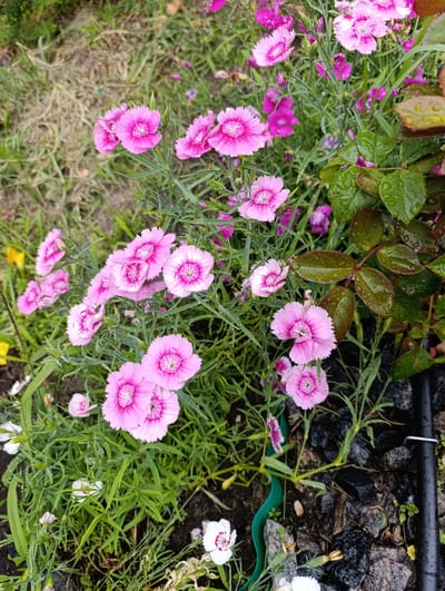 The image shows a close-up view of a garden bed filled with blooming pink and white dianthus flowers, commonly known as carnations or pinks. The flowers are characterized by their fringed petals and vibrant pink hues, with some featuring white edges and a darker pink center. Among the dianthus, a few rose leaves are visible, glistening with water droplets, suggesting recent rainfall. The background consists of green foliage, grass, and dark, wet stones, indicating an outdoor setting, likely a garden. The overall impression is one of a damp, flourishing flowerbed after a rain shower. The scene is located in the village of Belavushski Sel'ski Sovet, Belarus. There are no people or animals present in the image.