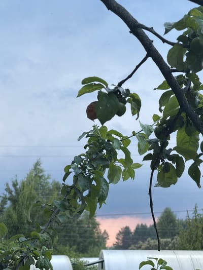 A close-up shot focuses on the branches and green leaves of a tree, possibly an apple tree, against a twilight sky. The sky is a blend of pale blue and gray clouds, with a faint pinkish hue near the horizon, suggesting either sunrise or sunset. In the distance, a line of dark green trees forms a natural backdrop, with what appear to be power lines running horizontally across the middle ground. In the foreground, at the bottom of the frame, parts of white structures, possibly greenhouses or sheds, are visible. There are no people or animals depicted in the image. The overall impression is one of a quiet, rural or semi-rural environment, possibly in or around Petukhi, Russia, as dusk settles.