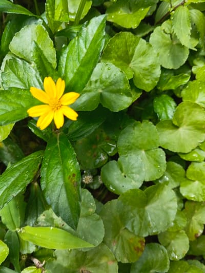 A vibrant yellow flower with eight petals stands out amidst a lush arrangement of green foliage. The plant's leaves vary in shape and size, with some being long and pointed, while others are rounded and almost circular, resembling lily pads. Tiny water droplets cling to the leaves, giving them a fresh, dewy appearance. The background is a mix of various shades of green, providing a natural setting for the flower and foliage.