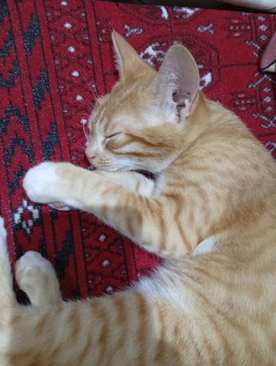 A ginger tabby cat sleeps on a red patterned rug. The cat is curled up with its eyes closed and paws tucked in. The rug has a dark red background with a repeating geometric pattern in black and white. The scene is indoors, possibly in a home. There is no indication of the location being in the city of Abha, Saudi Arabia, or any other specific geographic location.