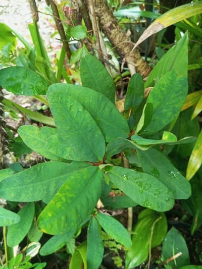 The scene depicts a close-up of a leafy plant, located in the city of Pandaria, India. The central subject is a plant with numerous dark green, ovate-elliptic leaves, many exhibiting mottled yellow-green variegation or chlorosis. Clear water droplets are present on the surfaces of several leaves. The plant's stem is reddish-brown and features visible thorns. The background consists of blurred green foliage from various other plants and a prominent, vertically oriented brown tree trunk with horizontal striations. No individuals are present. No explicit actions or interactions are occurring. The environment is an outdoor, densely vegetated setting under natural illumination.