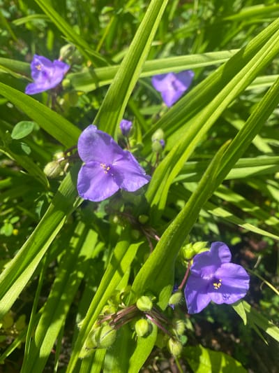 This is a close-up, eye-level, medium shot of several vibrant purple flowers with yellow stamens, likely spiderwort, growing amongst lush green grass. The scene is set outdoors, bathed in bright sunlight, suggesting a clear day. The flowers are the primary subjects, with one in sharp focus in the lower center of the frame, showcasing its delicate petals and pollen-dusted center. Other flowers and unopened buds are visible in the background, some blurred by the shallow depth of field, creating a soft, natural bokeh effect. Long, green leaves with visible veins overlap and frame the flowers, adding texture and depth to the composition. The lighting indicates it is likely midday or afternoon. The environment appears to be a garden or natural setting with some darker soil visible in the background. There is no visible text. The overall mood is serene and captures the beauty of nature in bloom.