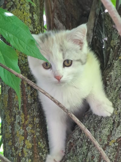 A fluffy, cream-colored kitten with subtle light grey tabby markings is playfully positioned within the branches of a tree. The kitten is seen from a slightly low angle, appearing to be upside down relative to the viewer's perspective, suggesting it is climbing or resting in an unusual orientation. Its large, round, amber eyes are wide and focused on the camera, conveying a sense of curiosity. A tiny pink nose and a visible ear with a slightly pinkish interior add to its endearing features. One white paw is visible, resting on a thick, lichen-covered tree branch.
The setting is a vibrant outdoor environment, likely a forest or garden in Polianky, Russia. The kitten is surrounded by rough tree bark, heavily textured and adorned with patches of green and yellow lichen. Bright green leaves are prominent in the foreground, partially obscuring the kitten and adding depth to the scene. A thin, dry branch diagonally crosses the image, further framing the kitten. The lighting is natural and bright, indicating daytime. There is no visible text in the image.