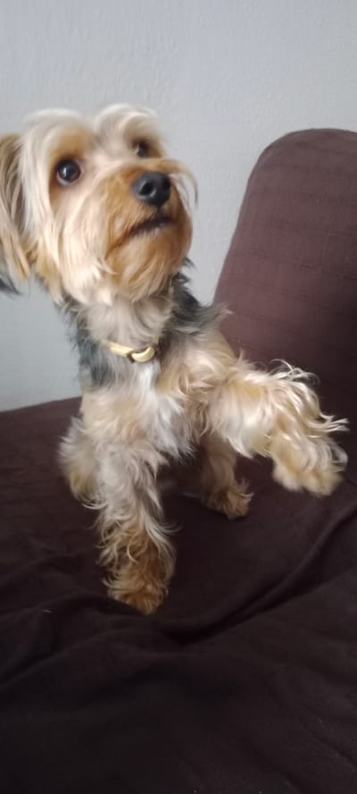 A yorkshire terrier with tan and grey fur is sitting on a dark brown fabric surface, possibly a chair or blanket. The dog is looking upwards and to the right, with its front right paw extended. A light-colored collar is visible around its neck. The background is a plain, light-colored wall. There is no indication of the city of Galapagar, Spain in the image.