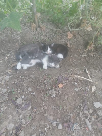 Three kittens are sleeping in a pile on the ground amidst dirt and plant debris. Two kittens are gray and white, and one kitten is black and white. They are nestled under green foliage and dried plant matter. The ground is a mix of soil, small rocks, and dry leaves. The overall impression is of a natural, outdoor setting, possibly in a garden or undeveloped area.