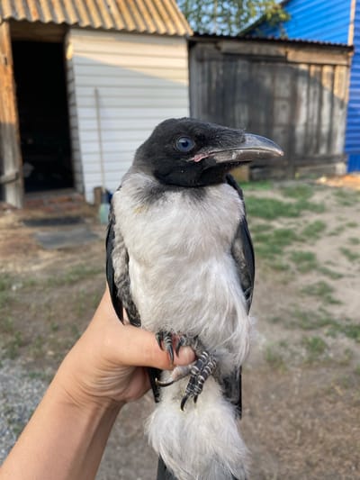 In a close-up, vertical shot, a person's hand gently holds a young bird, likely a crow or raven, with distinct black and white plumage. The bird's head is turned to the left, revealing a keen, dark eye and a stout, hooked beak. Its fluffy white chest feathers contrast with the darker grey and black feathers on its back and wings. The bird's sharp claws are visible gripping the hand. The background suggests an outdoor, rural setting with a weathered wooden fence or building on the left, a corrugated metal structure, and a dusty, patchy ground with sparse green vegetation. The lighting indicates it is daytime, possibly late afternoon, given the warm tones. The overall impression is one of gentle handling and perhaps rescue or observation of the young bird. No visible text is present in the image.