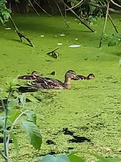 The image shows a mother duck and three ducklings swimming in a pond covered with bright green algae. The ducks are in the middle of the pond, and they appear to be swimming together. The water is calm, and the surrounding vegetation is lush. The scene is peaceful and natural. The image was taken in the city of Venyukovo, Russia.