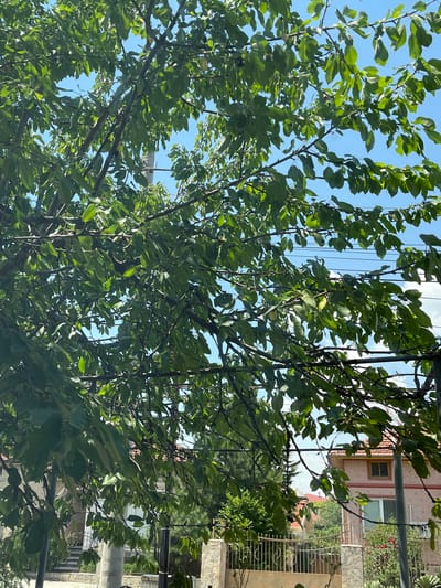 The media file depicts an outdoor scene, likely taken in Branipole, Bulgaria. The foreground is dominated by the lush green foliage of a tree, with branches and leaves obscuring much of the background. The leaves are a vibrant green, suggesting it is daytime and the weather is fair.

Through the gaps in the leaves, hints of a residential area can be seen. There's a building with a light-colored facade, possibly pinkish-beige, featuring a patterned texture. One window with a yellow frame is visible. Another building with stone accents and metal railings is also present. Overhead, a series of wires, possibly for electricity or communication, crisscross the sky.

The perspective is looking upwards into the tree canopy, with the bright blue sky peeking through. The sunlight filtering through the leaves creates dappled patterns, indicating it is likely a sunny day, perhaps late morning or early afternoon. No people are visible in the frame. The overall impression is one of a tranquil, everyday setting in a residential neighborhood, with nature intertwined with human habitation. There is no visible text in the media file.