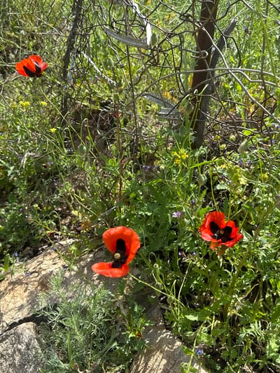 The image shows a ground-level view of a garden in Agarak, Armenia. Three red poppy flowers with black centers are prominently featured amidst dense green foliage and scattered small blue flowers. A section of a wire fence is visible in the background, slightly out of focus. A large stone is also present on the right side of the image. The overall impression is one of a natural, untended garden setting.