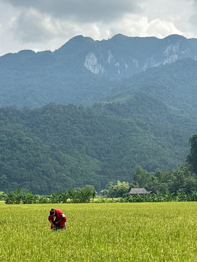 This vertical image captures a serene rural landscape in Ngọc Đường Commune, Vietnam. The scene is dominated by a vibrant green rice paddy field in the foreground and midground, stretching across the lower half of the frame. In the mid-right portion of the rice field, a person dressed in red and white clothing is visible, bent over, actively engaged in tending to the crops.
Behind the rice field, a dense line of trees forms a natural boundary, and nestled among these trees on the left side, a small, traditional-looking house with a grey roof is partially visible. The background features majestic, layered mountains, covered in lush green vegetation, characteristic of forested karst topography. The mountains appear somewhat hazy in the distance, suggesting atmospheric moisture. Above the mountains, the sky is partly cloudy, with bright white clouds contrasting against a lighter grey-blue. The time of day appears to be daytime, possibly under an overcast or partly cloudy sky, resulting in soft, diffused lighting across the landscape. There is no visible text in the image.