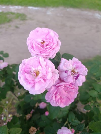 A cluster of four light pink roses is the primary subject, captured from a top-down perspective. The roses are in various stages of bloom, with delicate, layered petals and visible stamens. They are set against a backdrop of dark green foliage, which appears to be part of a rose bush. The background beyond the bush is out of focus, showing a textured, gravelly surface with hints of green grass. The lighting suggests an outdoor setting during daylight hours. The scene appears to be in a garden or park area, possibly located in Khorol, Ukraine, given the context. No people are present in the image.