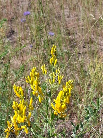 In an outdoor, dry, grassy environment with muted brown and green tones, a cluster of bright yellow flowers is the central focus. The flowers are pea-like in shape and grow in vertical spikes on green stems. In the background, there are some small, blurry purple flowers scattered among the tall, dry grass. The lighting suggests it is daytime. No people or animals are visible in the image.