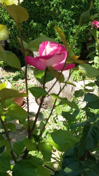 In Stefan Karadzhovo, Bulgaria, a close-up shot captures a pink and white rose in the foreground, partially obscured by its own green leaves and thin, dark stems. The rose's petals exhibit a gradient of color, transitioning from a deep pink at the edges to a lighter pink and white towards the center. Behind the rose, a dense, green hedge forms a verdant backdrop, suggesting a garden or well-maintained outdoor space. Sunlight filters through the foliage, creating dappled shadows on the ground. In the middle ground, a weathered, rough-textured tree stump stands upright, with a small, terracotta pot containing green plants visible to its left. The ground is covered with a mixture of soil, small stones, and scattered green foliage, indicating a natural outdoor environment. The overall scene conveys a sense of natural beauty and tranquility.