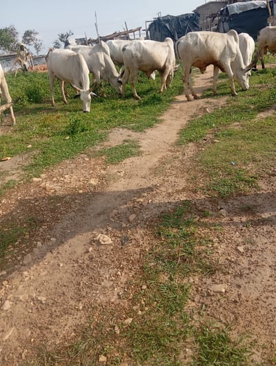 A herd of white cattle graze on a patch of green grass adjacent to a dirt road. In the background, a man in a light-colored garment stands by what appears to be a makeshift shelter constructed with corrugated metal and tarpaulin. The scene is set under a clear, bright sky.