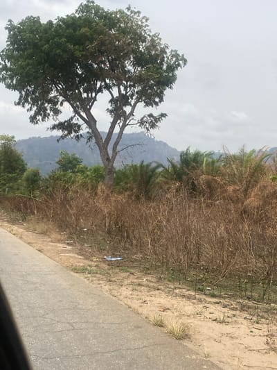 The scene depicts a roadside environment in Sasaro, Nigeria, under a uniform overcast sky. A segment of a gray asphalt road, exhibiting linear cracks, occupies the lower left quadrant. Adjacent to the road, a sandy shoulder contains sparse green grass and scattered litter, including a prominent blue and white plastic object positioned centrally on the ground. The midground features a dense expanse of dry, light brown, brittle vegetation, varying in height. Centered within the frame, a large deciduous tree with a substantial, multi-branched dark trunk displays a canopy of primarily green leaves, interspersed with areas of light brown foliage. Behind the dry vegetation, further dense green trees and palm-like plants are visible. The far background presents a range of hazy, bluish-gray mountains with rugged profiles. No people or explicit actions are present.